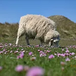 Im Haus Nordland Nordland, App 106 Hund *